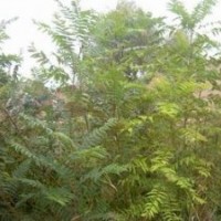 椿樹 臭椿 香椿 廉價(jià)提供椿樹 臭椿 香椿 椿樹籽