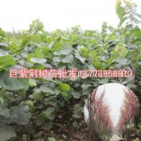 北方缺什么苗木巨紫荊樹(shù)苗將是北方最稀缺的綠化樹(shù)苗