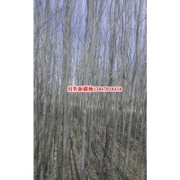 新疆楊價格