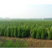 綠化苗木蜀檜價格