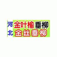 金絲垂柳價格行情