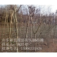 百日紅