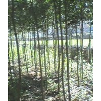 紅葉石楠高桿