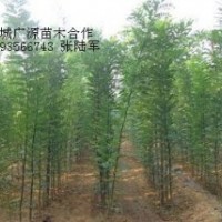 1年生國槐小苗大量出售、大量國槐小苗低價供應(yīng)