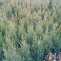 蜀快，龍柏，,刺柏，地柏便宜了.各種苗木,,,