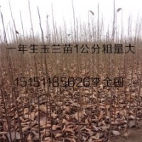 紫花玉蘭小苗0.5-2米高基地供應(yīng)白花玉蘭樹(shù)苗量大