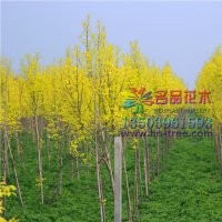 哪里有金葉白蠟價(jià)格低質(zhì)量好