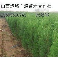 1米營(yíng)養(yǎng)杯側(cè)柏大量低價(jià)供應(yīng)、價(jià)格優(yōu)惠