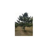 出售 供應(yīng) 油松，各種規(guī)格 1-10米