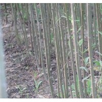 柳樹出售