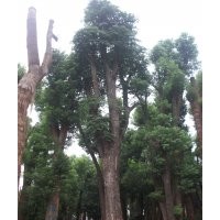 欒樹