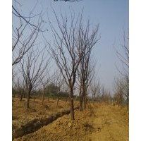 樸樹1-40公分， 叢生樸樹20-300公分 ，