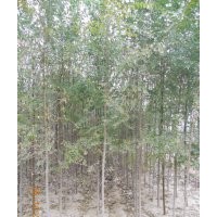 大量供應(yīng)榆樹(shù)0.5到5cm苗圃一級(jí)苗