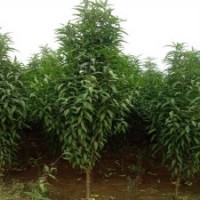 處理龍柱碧桃樹苗，3-8公分龍珠碧桃價格，大量龍珠碧桃小苗批發(fā)