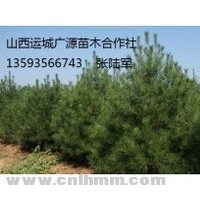 白皮松大量出售、2米白皮松大量低價優(yōu)惠供應(yīng)