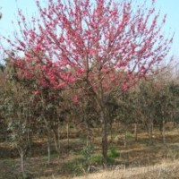 國槐、白蠟、火炬、法桐、香花槐