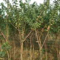 供應4公分速生紫薇樹苗4公分速生紫薇工程苗