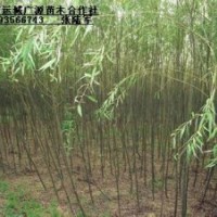 3、4、5公分垂柳出售、3公分垂柳大量低價優(yōu)惠供應(yīng)