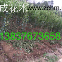 2公分大葉女貞，3公分大葉女貞價格