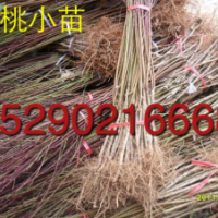 3公分碧桃，5公分碧桃價格，2公分碧桃批發(fā)