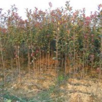 紅葉石楠高桿/紅葉石楠獨桿/紅葉石楠單桿1 2 3 4 5 6 7公分