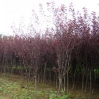 供應(yīng)：基地直銷(xiāo)園林行道樹(shù)、風(fēng)景樹(shù)、紫葉李苗 紫葉李