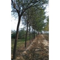 12公分2-3年帽國槐樹價(jià)格