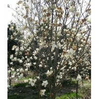 供應(yīng)綠化喬木-白玉蘭，白玉蘭小苗，別名：玉蘭、玉蘭花