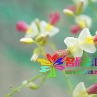 名品花木低價供應紅花國槐