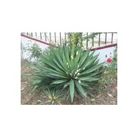 供應(yīng)綠化苗木 鳳尾蘭 劍麻 劍麻苗 劍麻小苗 園林綠化苗木