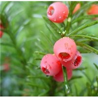 日本紅豆杉