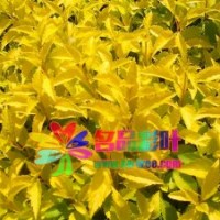 金葉連翹、花葉連翹、金脈連翹