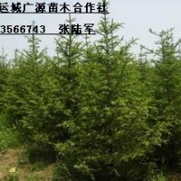 3米油松大量出售、3米油松大量優(yōu)惠低價供應(yīng)