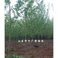 供應2-6公分的速生法桐