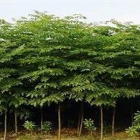 現(xiàn)在供應欒樹價格 3公分5公分欒樹價格