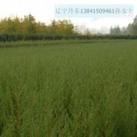 常年出售儈柏，檜柏，儈柏球，檜柏球