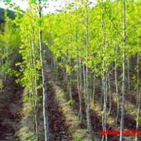 河北白蠟白蠟河北白蠟白蠟價(jià)格白蠟規(guī)格白蠟報(bào)價(jià)國槐欒樹法桐
