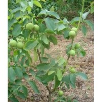 核桃苗 8581 香鈴 元豐 魯光 沂蒙薄殼