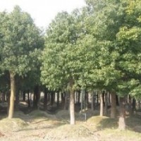 供應(yīng)8公分全冠香樟樹，10公分全冠香樟樹，香樟樹價格實惠