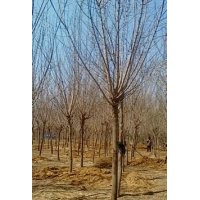 山東8-10公分復(fù)葉槭價格