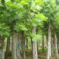 法桐10——25公分300顆 急售