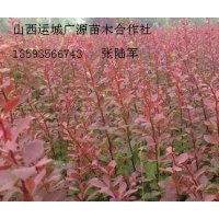 紫葉李紅葉李紫葉矮櫻小苗大量低價供應(yīng)