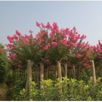出售香樟，大葉女貞，紅葉李，紫薇等綠化苗木