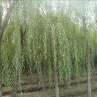 江蘇6公分7公分垂柳價(jià)格 垂柳產(chǎn)地