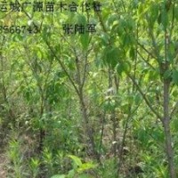 3、4、5公分山桃樹大量低價(jià)優(yōu)惠供應(yīng)