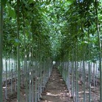 毛白楊基地 毛白楊苗圃 專營毛白楊