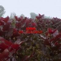 中華紅葉楊