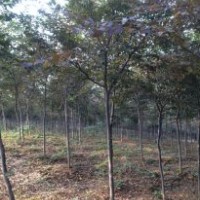 精品紅櫸樹1-15公分供應(yīng)