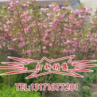 日本櫻花