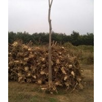 國槐 五角楓 北欒 毛白楊 香花槐 刺槐 白蠟